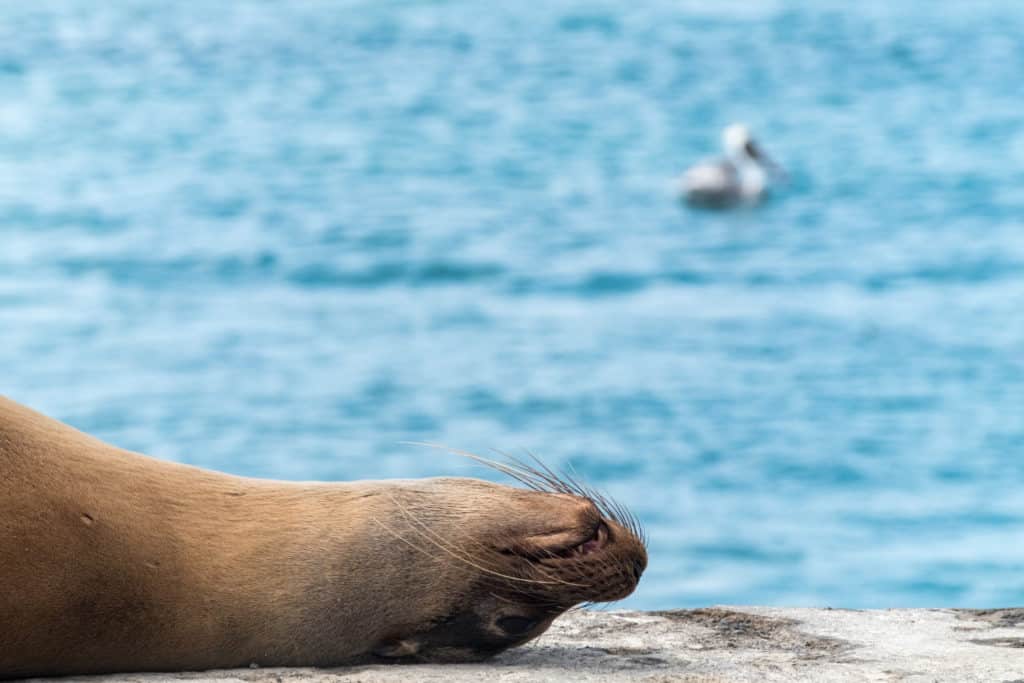 sea lion sleeping galapagos islands ecuador